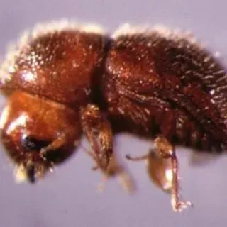 thumbnail for publication: Granulate Ambrosia Beetle Xylosandrus crassiusculus (Motschulsky) (Insecta: Coleoptera: Curculionidae: Scolytinae)